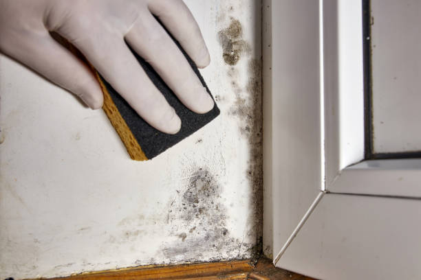 Best Mold Odor Removal Services  in Prattville, AL